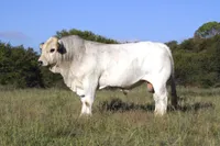 Фото Романьйола (Romagnola)