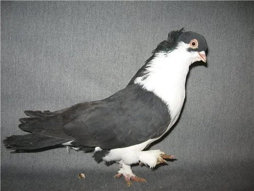 Башкірський Спартак