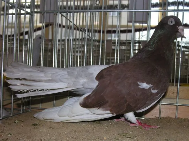 Одеський високольотний турман