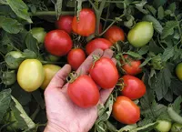 Фото Ескорт / Eskort