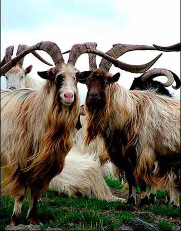 Голландський Ландрас