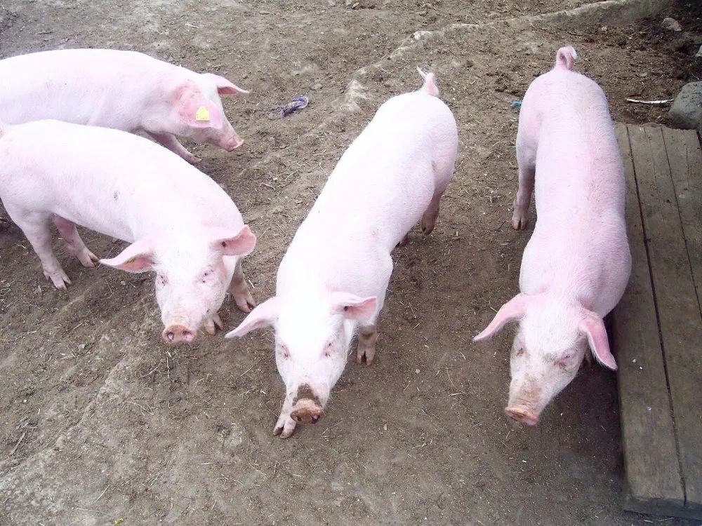 Норвезький Ландрас