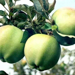 Бойкен (піздне, зимове)