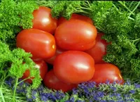 Фото Лідія F1 / Lydia F1