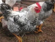 Фото Мастер Грей