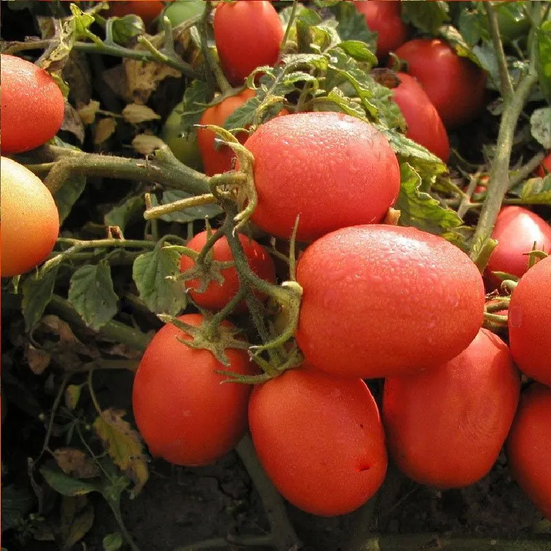 Семалус F1 / Semalus F1