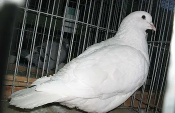 Породи голубів Польський Білий