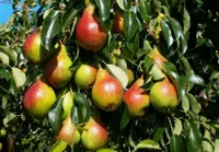 Фото Генерал Кірпонос