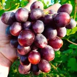 Фото КИШ-МИШ Суперіор