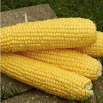 Фото Спіріт F1