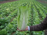 Фото Таранко F1