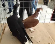 Фото Башкірський Спартак