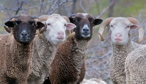 Санта-Крузька (Santa Cruz)