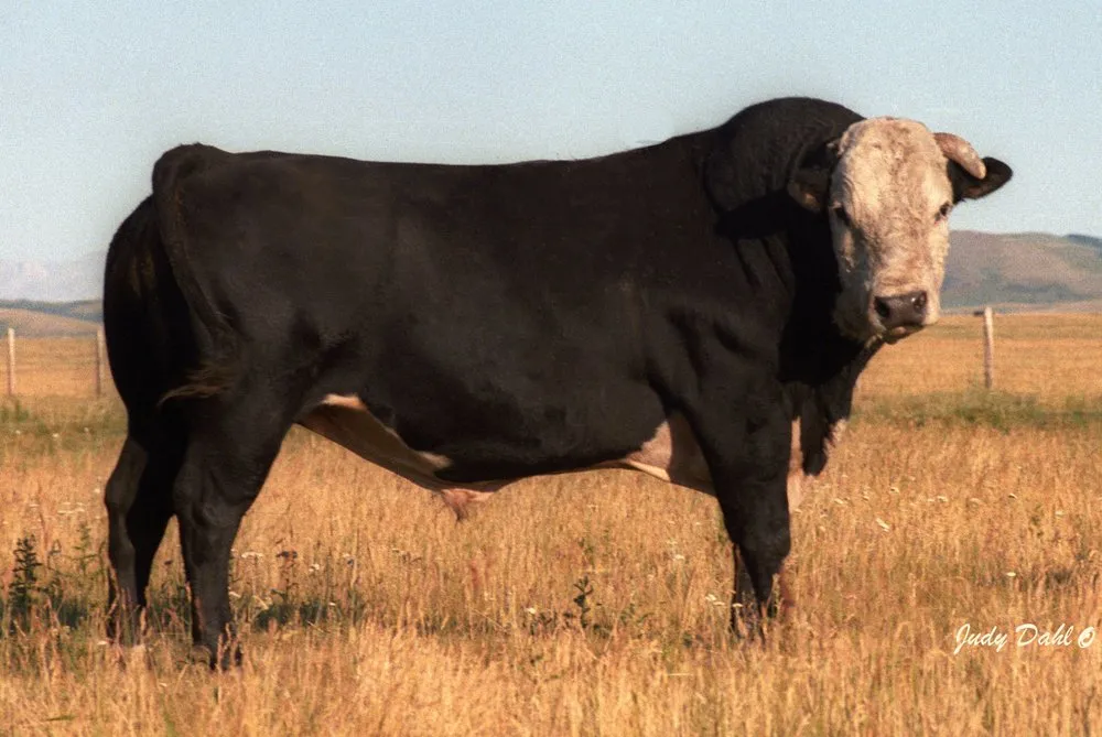 Гейса (Конвертор Гейс)