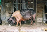 Фото Крішкопільська (Krškopolje)