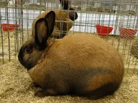 Фото Тюрінгський