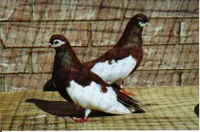 Фото Ржевський стрічковий турман