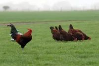 Фото Червоношапочна