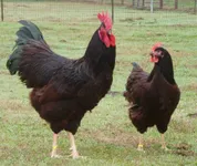 Фото Род-Айленд