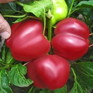 Таміна F1 / Tamina F1