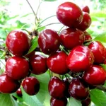 Фото Зодіак