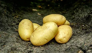 Цимега (Cimega)