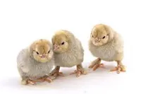 Фото Бельгійська Бородата Бентамка