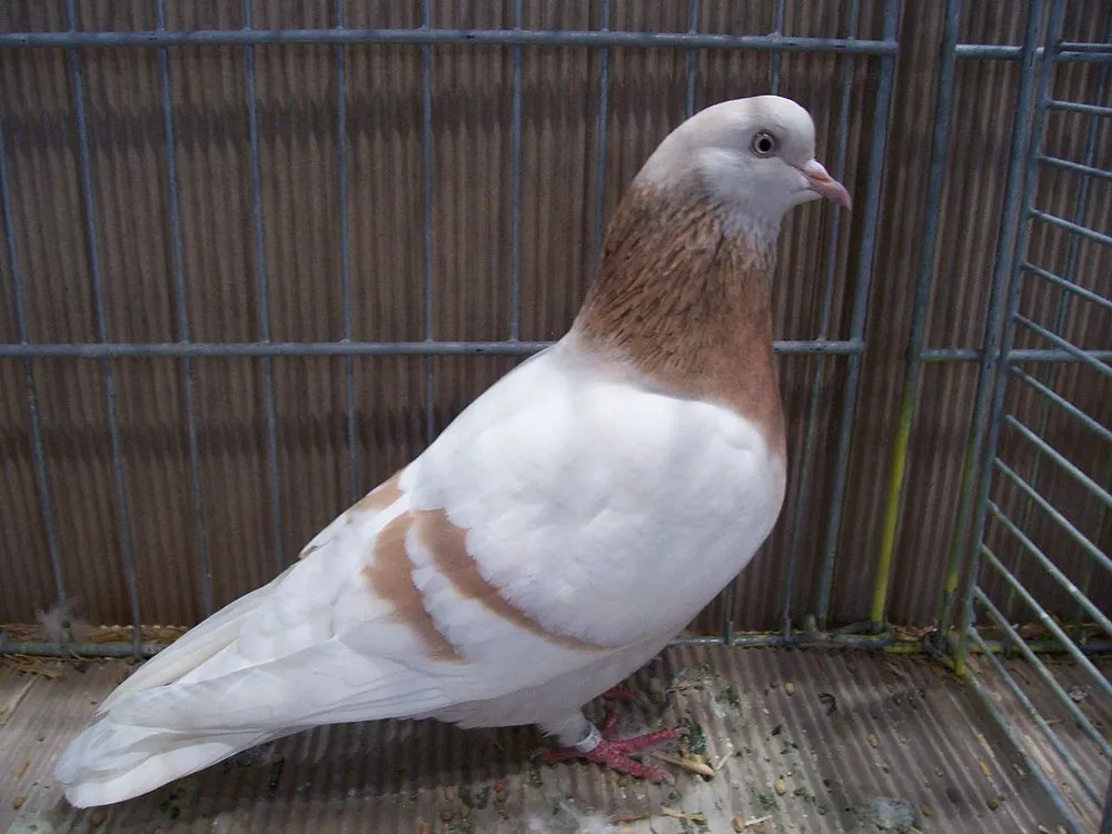 Альтенбурзький трубач-барабанщик