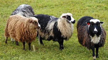 Породи овець Шефшау (Spælsau)