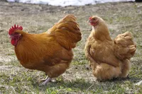 Фото Карликовий орпінгтон