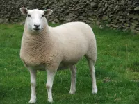 Фото Лейн (Lleyn)