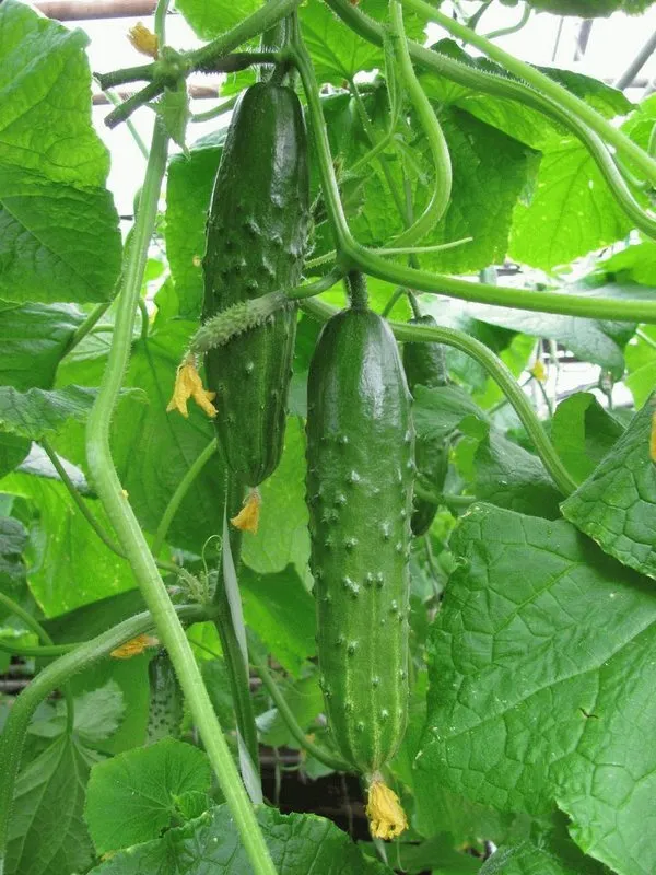 Карамболь F1