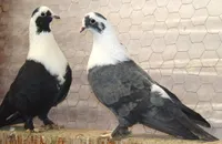 Фото Ширазькі бойні (Ширазі)