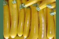 Фото Золотинка