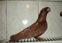 Фото Бєльцький двохчубий