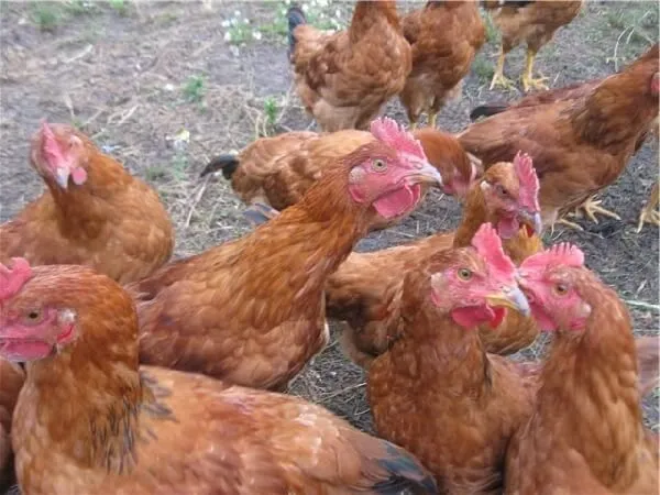 Мадьяр (Мадьяри, Мадяр)