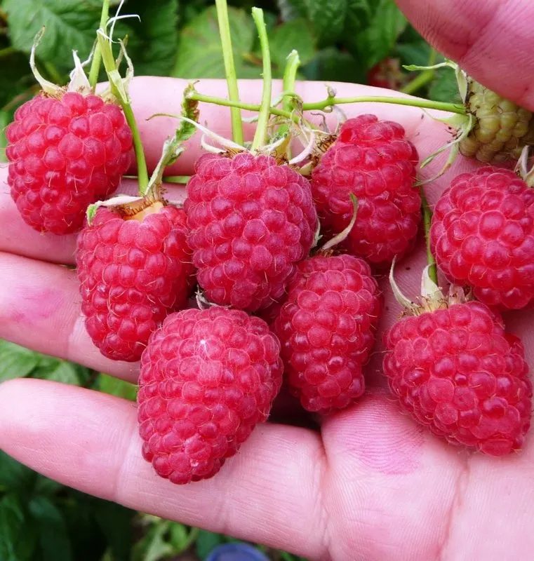 Ранній сюприз