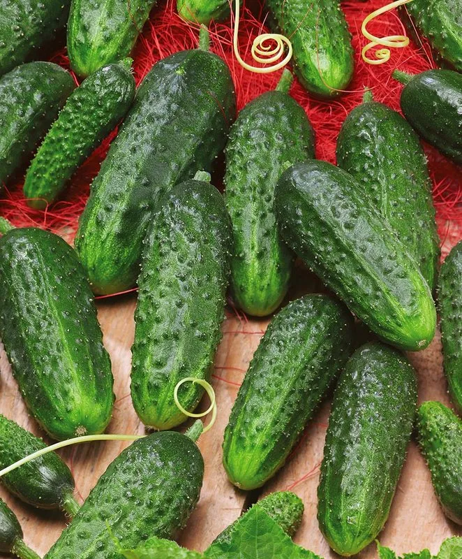 Наташа F1 / Natasja Mix F1