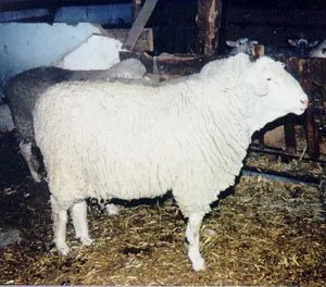 Німецький Муттон (German Mutton Merino)