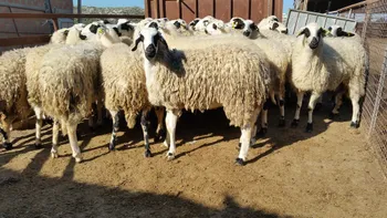 Породи овець Хіос (Chios)