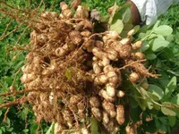 Фото Арахіс