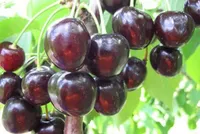 Фото Наполеон чорна