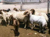 Фото Осімі (Ossimi)