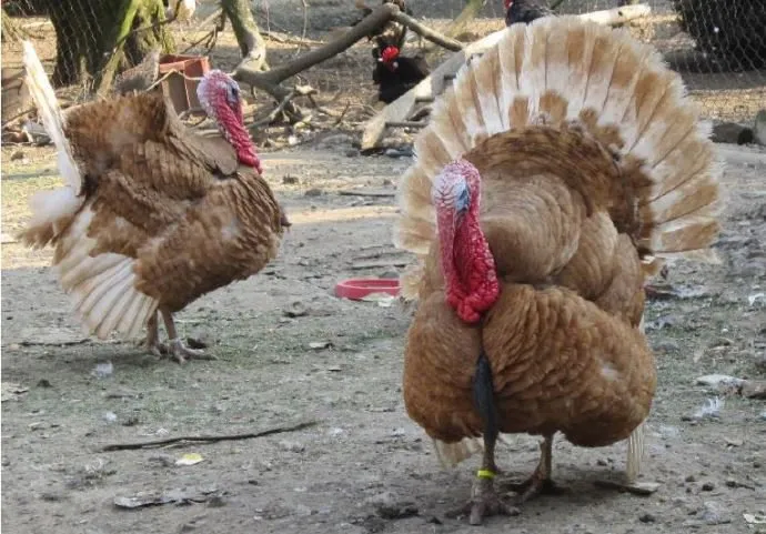 Червона Арденська