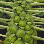 Фото Геркулес 1342