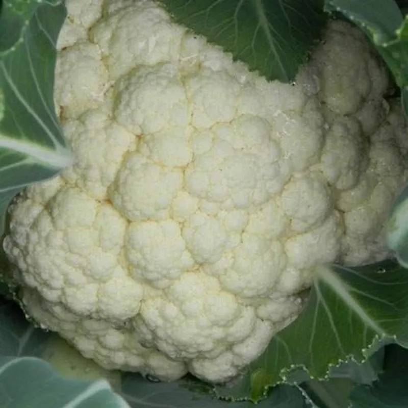 Балдо F1 / Baldo F1