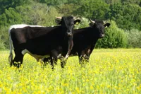 Фото Глостерська