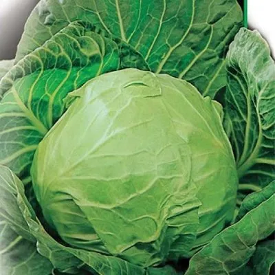 Дітмаршер Фрюер