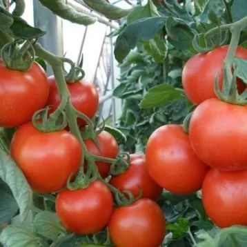 Парто F1 / Parto F1