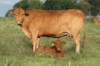 Фото Караку (Caracu)